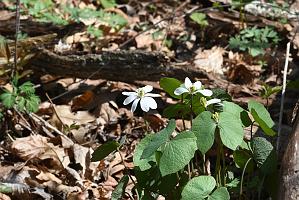 2025-04246540 Acton Arboretum, MA